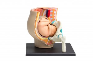 pregnancy pelvis anatomy model on white background with work pat