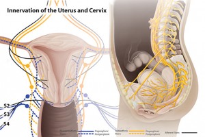 Dystocia - abnormal labor progression - portland, maine (207) 774-6251