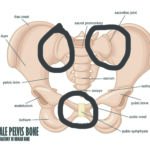 The pubic symphysis is circled beneath, while the two sacroiliac joints are circled on the top. Abnormal position or movement of any of these, will lead to problems in the other joints.