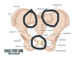 The pubic symphysis is circled beneath, while the two sacroiliac joints are circled on the top. Abnormal position or movement of any of these, will lead to problems in the other joints.